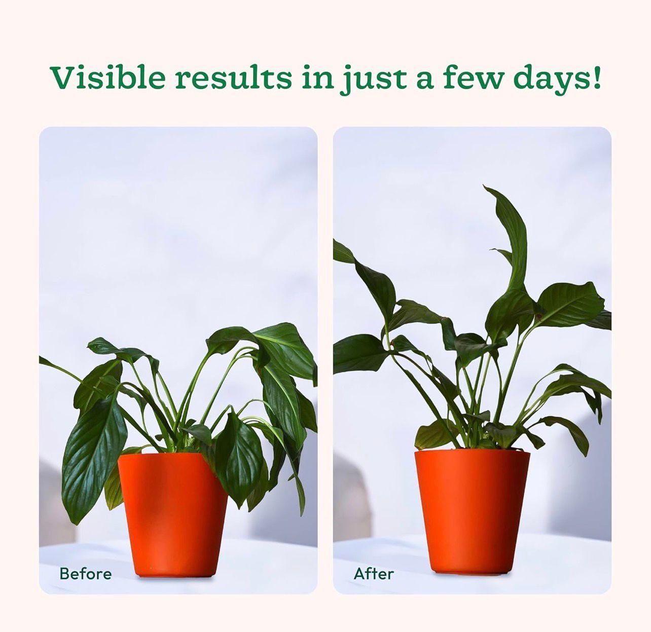 Plant Food Sticks Pack of 2